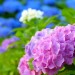 アジサイの育て方のポイントと剪定の方法。育て方で色が変わる？